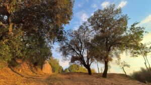 Baixada de la font després de les actuacions de manteniment.
